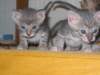 kittens4weeks1_small.jpg